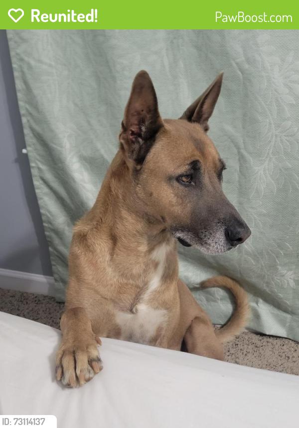 Reunited Male Dog last seen Goerge buchanan la vergne, La Vergne, TN 37086