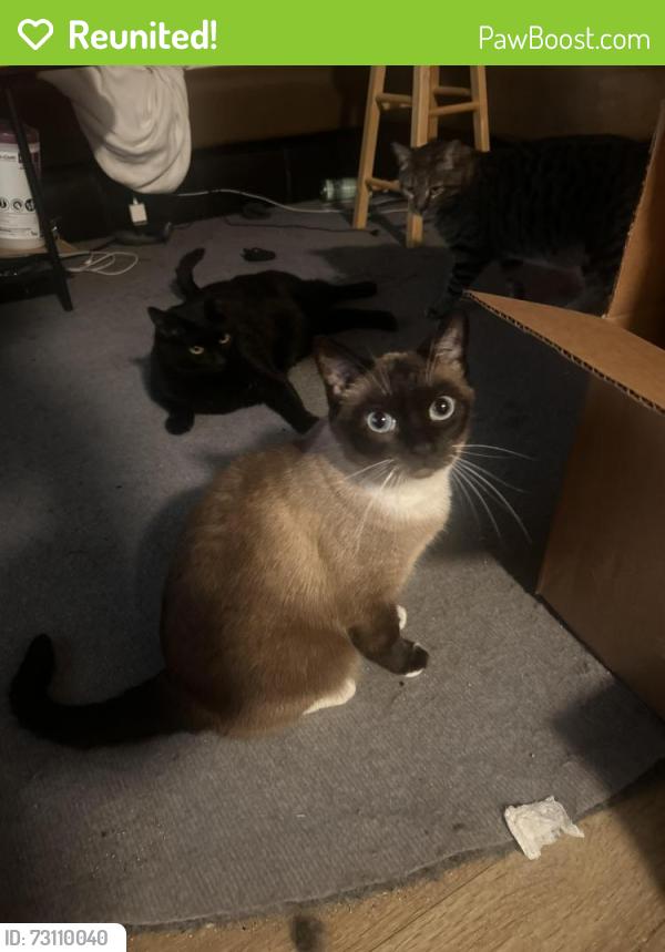 Reunited Female Cat last seen Vernon and Pennsylvania, University City, MO 63130