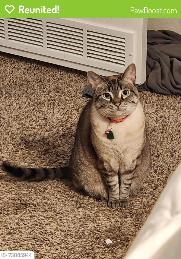 Reunited Female Cat last seen NW Trails, Creston Green and Creston Gate toward the back of community, San Antonio, TX 78254