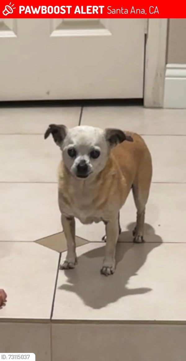 Lost Male Dog last seen Newport Ave and lemon hill, Santa Ana, CA 92705