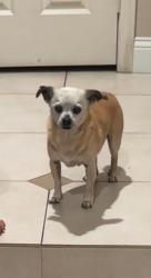 Lost Male Dog last seen Newport Ave and lemon hill, Santa Ana, CA 92705