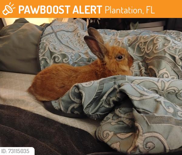 Found/Stray Unknown Rabbit last seen NW 46th Ave and NW 48th Terrace, Plantation, FL 33313