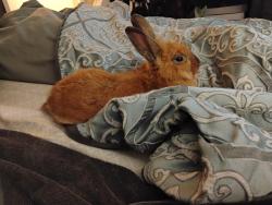 Found/Stray Unknown Rabbit last seen NW 46th Ave and NW 48th Terrace, Plantation, FL 33313