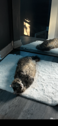 Reunited Female Cat last seen S line street, Lansdale, PA 19446