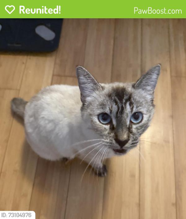 Reunited Female Cat last seen Lynrose and Cochin near Albertsons on live oak, Arcadia, Arcadia, CA 91006
