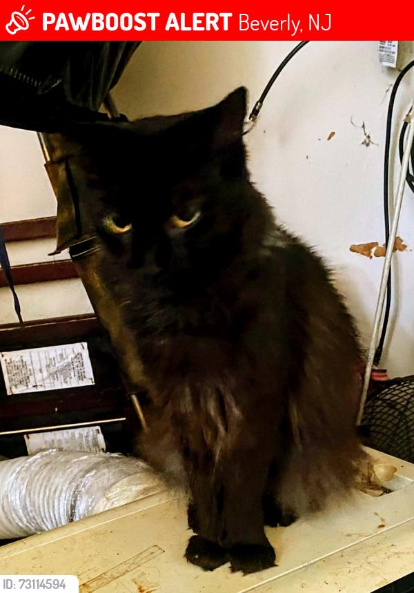 Lost Female Cat last seen Church & Parker Sts, Beverly, Beverly, NJ 08010