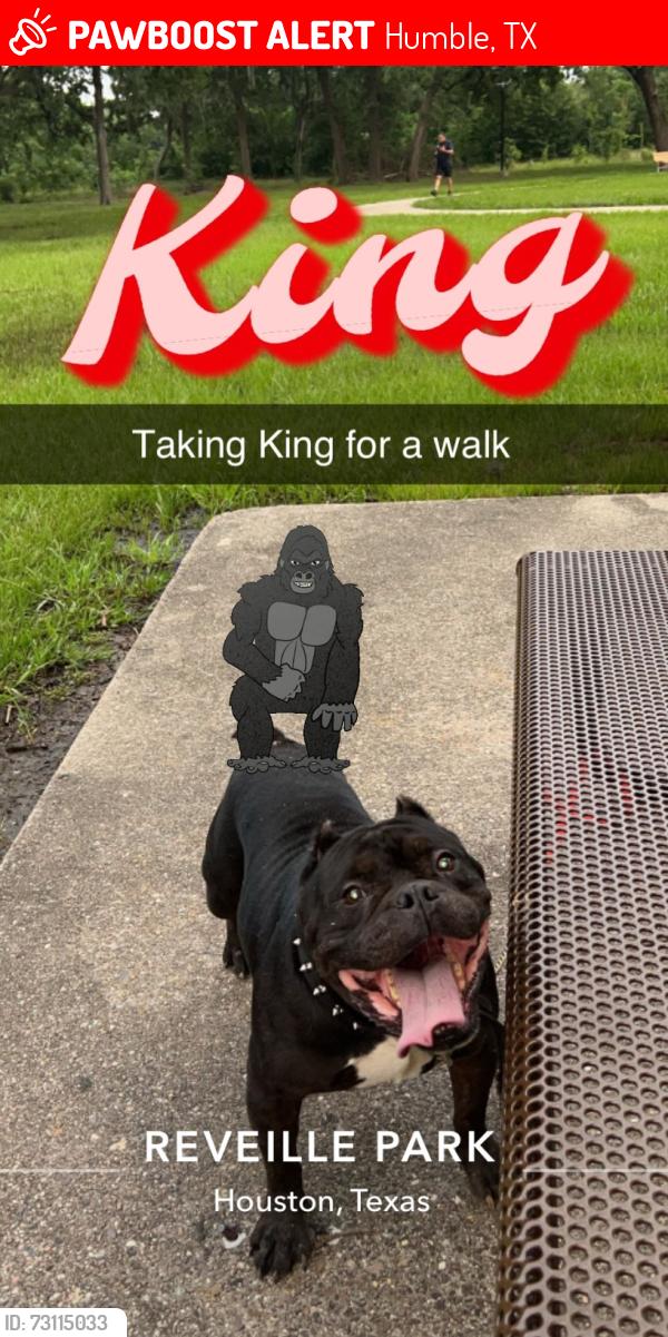 Lost Male Dog last seen Kenswick neighborhood Foxwood, Humble, TX 77338
