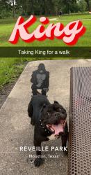 Lost Male Dog last seen Kenswick neighborhood Foxwood, Humble, TX 77338