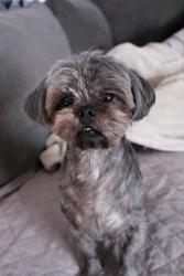 Lost Female Dog last seen Telesis Academy, Nogales High School, West Covina, CA 91792