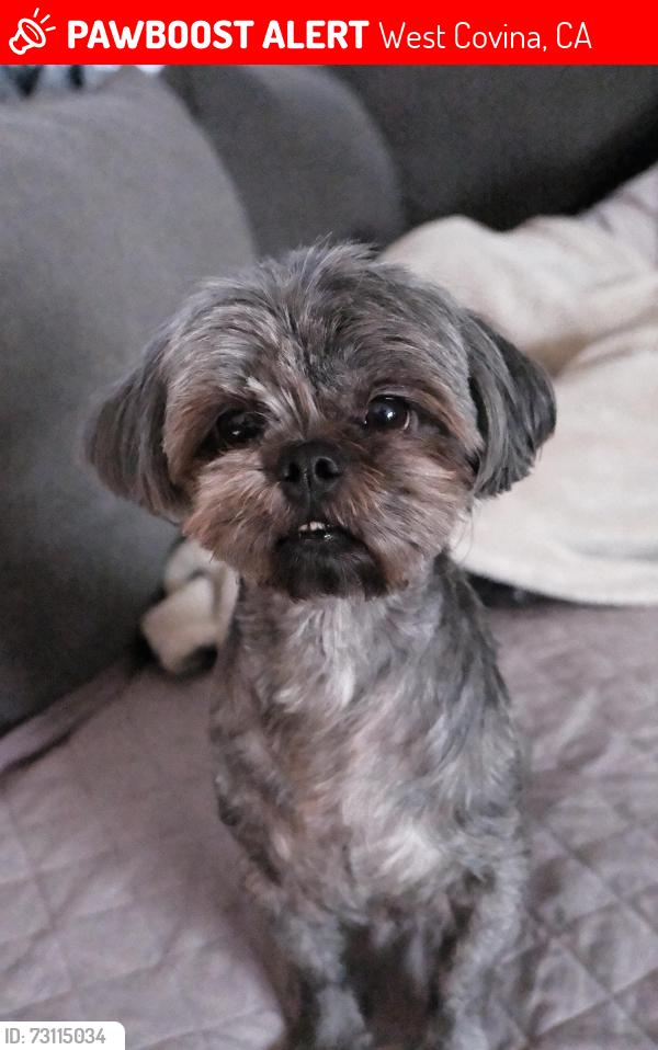 Lost Female Dog last seen Telesis Academy, Nogales High School, West Covina, CA 91792
