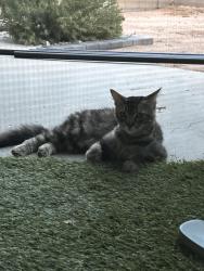 Found/Stray Male Cat last seen Germann and Meridian, Queen Creek, AZ 85140