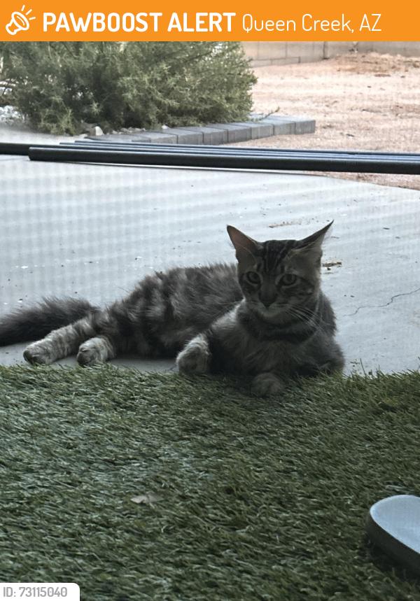 Found/Stray Male Cat last seen Germann and Meridian, Queen Creek, AZ 85140