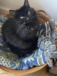 Lost Female Cat last seen Giusti Road and Poplar Drive, Forestville CA, Forestville, CA 95436