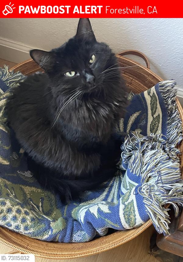 Lost Female Cat last seen Giusti Road and Poplar Drive, Forestville CA, Forestville, CA 95436