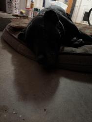 Reunited Male Dog last seen Magnolia Homes Rd. & Rundle Rd., Lockhart, FL 32810