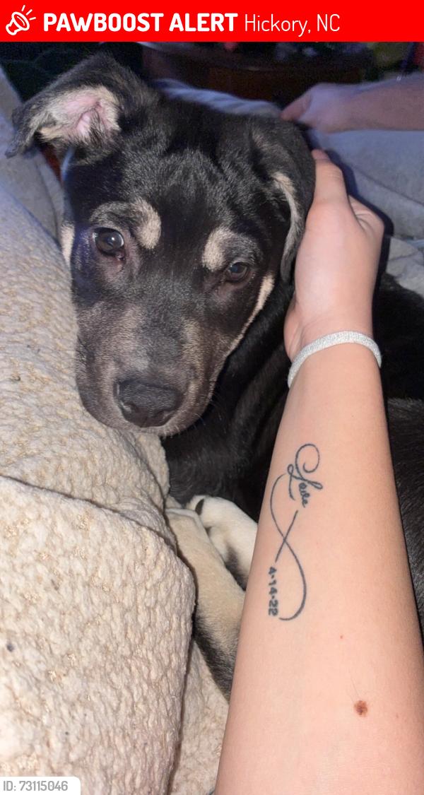Lost Male Dog last seen Paige street, Hickory, NC 28602