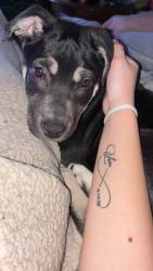 Lost Male Dog last seen Paige street, Hickory, NC 28602