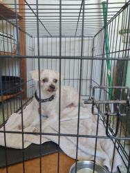 Found/Stray Male Dog last seen Sixth St and Hubbard Ave, East Los Angeles, CA 90022