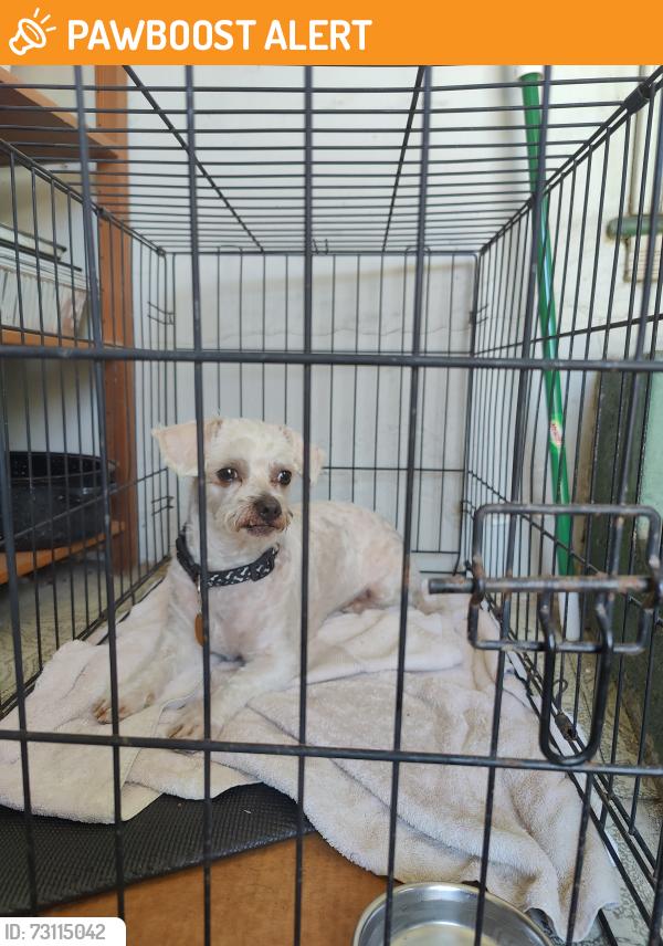 Found/Stray Male Dog last seen Sixth St and Hubbard Ave, East Los Angeles, CA 90022