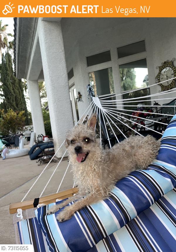 Found/Stray Female Dog last seen Decatur and Vegas Dr, Las Vegas, NV 89108