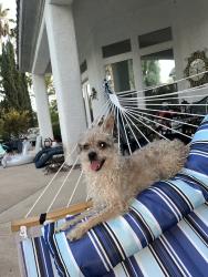 Found/Stray Female Dog last seen Decatur and Vegas Dr, Las Vegas, NV 89108