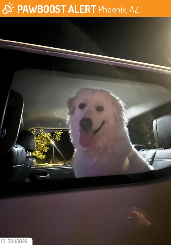 Found/Stray Female Dog last seen Near w juniper canyon dr, Phoenix, AZ 85083