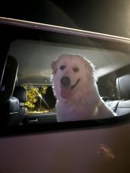 Found/Stray Female Dog last seen Near w juniper canyon dr, Phoenix, AZ 85083