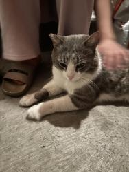 Lost Male Cat last seen Pacific ave & 5th St, Simi Valley, CA 93065