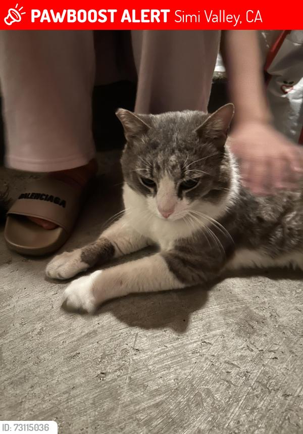 Lost Male Cat last seen Pacific ave & 5th St, Simi Valley, CA 93065