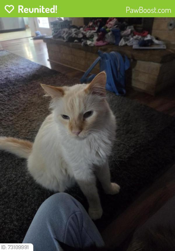 Reunited Male Cat last seen Waverly Park Elementary, Benbrook, TX 76116