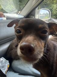 Lost Male Dog last seen Halls chapel and pullen dr, Murray County, GA 30711