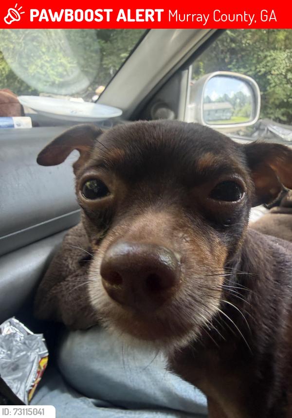 Lost Male Dog last seen Halls chapel and pullen dr, Murray County, GA 30711