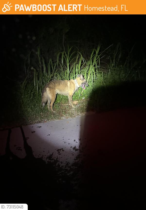 Found/Stray Unknown Dog last seen SW 205 Ave between 147 St and 148 St, Homestead, FL 33030
