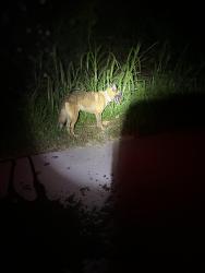 Found/Stray Unknown Dog last seen SW 205 Ave between 147 St and 148 St, Homestead, FL 33030