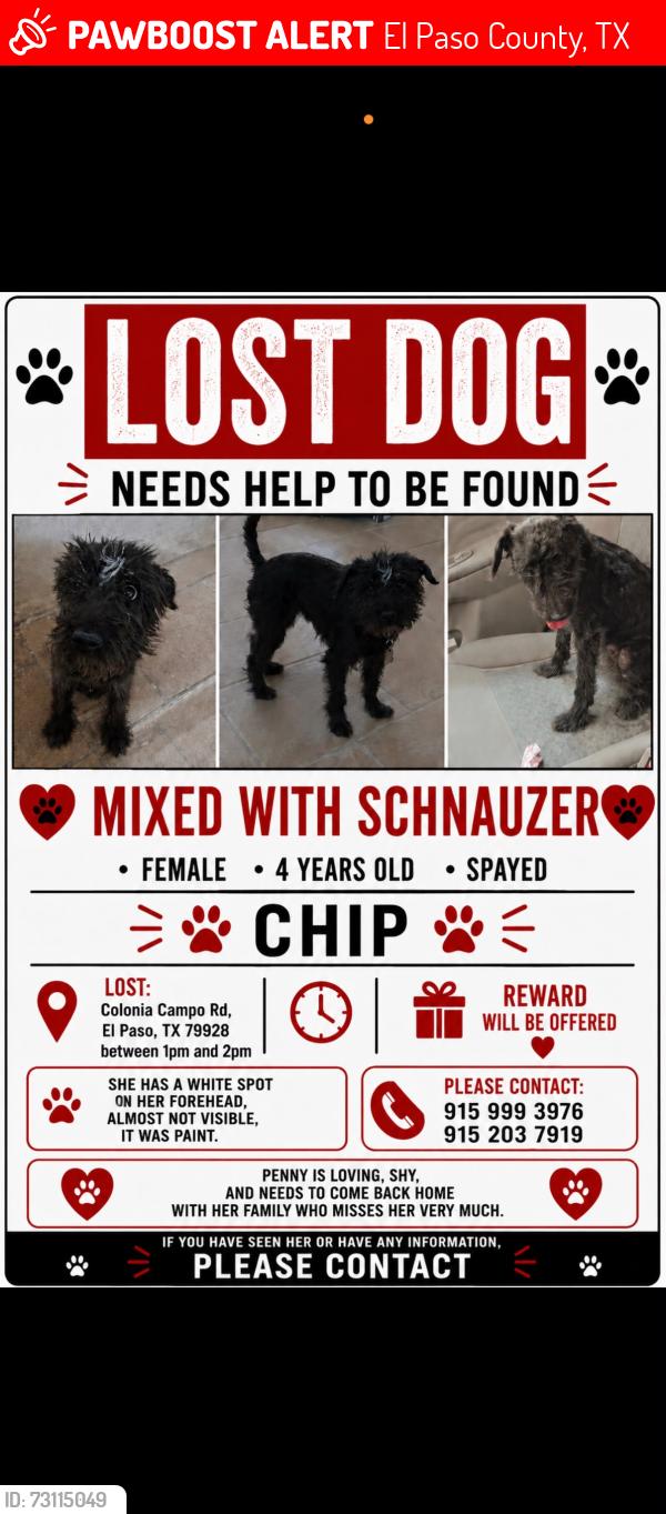 Lost Female Dog last seen Colomi, El Paso County, TX 79928