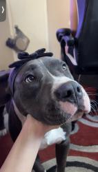 Reunited Male Dog last seen Klawitter Park, Richton Park, IL 60471