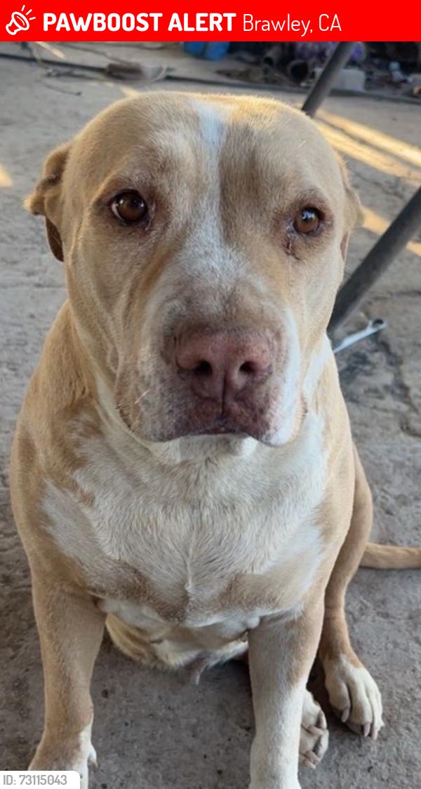 Lost Female Dog last seen Best road, Brawley, CA 92227