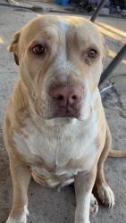 Lost Female Dog last seen Best road, Brawley, CA 92227