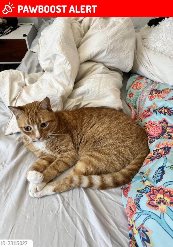 Lost Male Cat last seen Inside La Cuesta Raquet Club off of Adam’s and Delaware, Huntington Beach, CA 92648