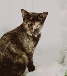 Lost Female Cat last seen Fairway Dr NW, Rochester, MN 55901