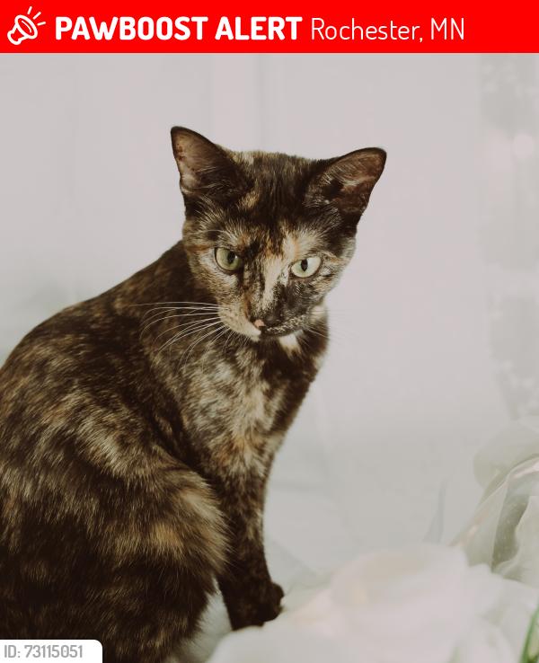 Lost Female Cat last seen Fairway Dr NW, Rochester, MN 55901