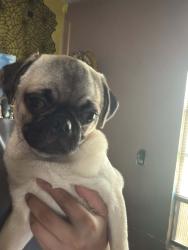 Lost Male Dog last seen Littlecrest Rd and Willie St Houston Tx 77093, Houston, TX 77093