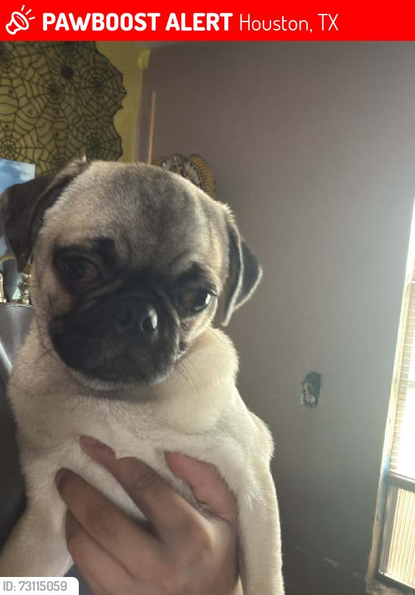 Lost Male Dog last seen Littlecrest Rd and Willie St Houston Tx 77093, Houston, TX 77093