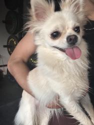 Found/Stray Female Dog last seen Wright ranch Laredo tx, Laredo, TX 78046