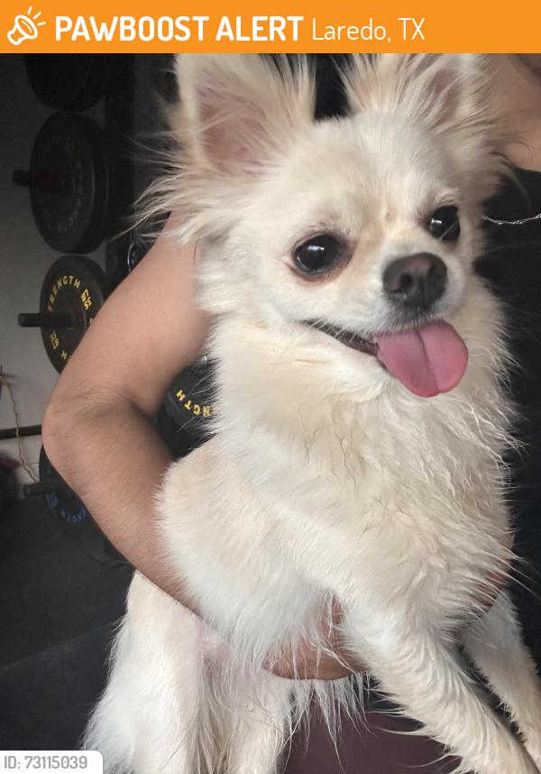 Found/Stray Female Dog last seen Wright ranch Laredo tx, Laredo, TX 78046