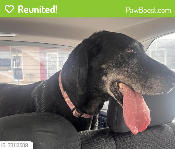 Reunited Female Dog last seen Coats Tire & Auto Shop, Coats, NC 27521