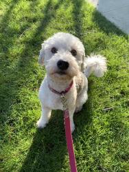 Reunited Female Dog last seen At 32 Ave and Crown, Vancouver, BC V6S 0H4