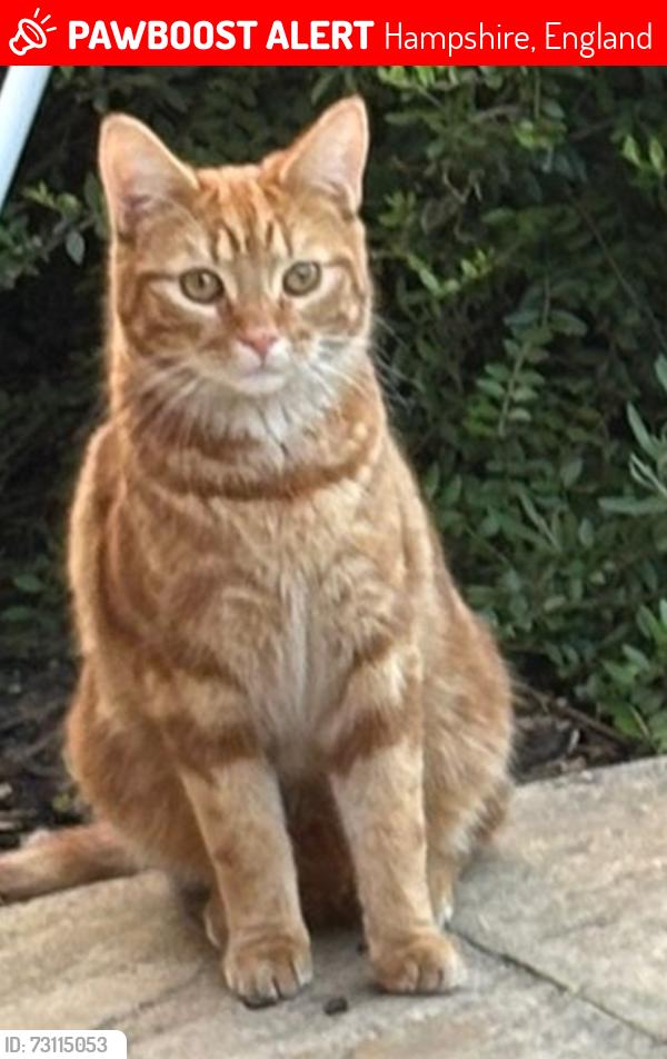 Lost Male Cat last seen Yeomans Lane, Hampshire, England 