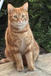 Lost Male Cat last seen Yeomans Lane, Hampshire, England 