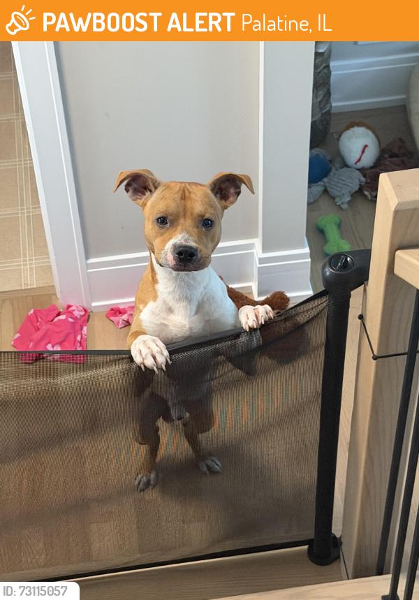 Found/Stray Male Dog last seen Euclid and Quentin, Palatine, IL 60067
